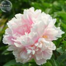 Pinkish White Peony 5 professional 'Caifeng' Seeds, pack, light fragrant