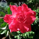 Red Adenium Desert Rose 2 10-layer blooms home Bright Seeds, ...