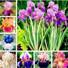 Mixed Color Iris Seeds
