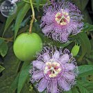 Passiflora Incarnata Maypop Passion 30 professional heirloom home Se...