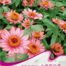 1 50 Zinnia Pink with Little Original Pack, seeds Elegans Youth-and-Old-Age