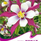 Perennial Purple Columbine 50 / Indoor Butterflies Seeds, Original Pack, Seed...