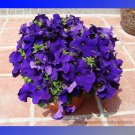 Purple Petunia Perennial Professional 100 / Bonsai Garden Seeds, Pack, Seeds ...