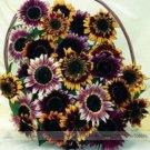 Bohemian Phapsody F1 Professional 15 / Lovely Blend of Bicolor Blossoms Seeds...
