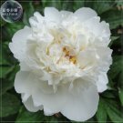 Peony Purely White Cream blooms home smell Seeds big garden fragrant