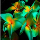 Plumeria Hawaiian Party 100Pcs/Pack Seeds Frangipani Garden Wedding