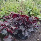 Heuchera Seeds