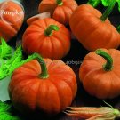 Heirloom Jack Be Little Pumpkin, 10 delicious nutritious healthy Orange seeds...
