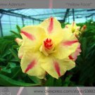 Heirloom 'Yellow Face' Yellow Desert Rose with Red Stripe Professional 2 / Ad...