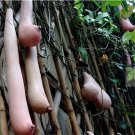 Melon Vietnam milk as a woman's 20/50/100PCS seeds