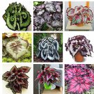 Mixed 9 Colors Coleus Blumei Perennial 30PCS Seeds