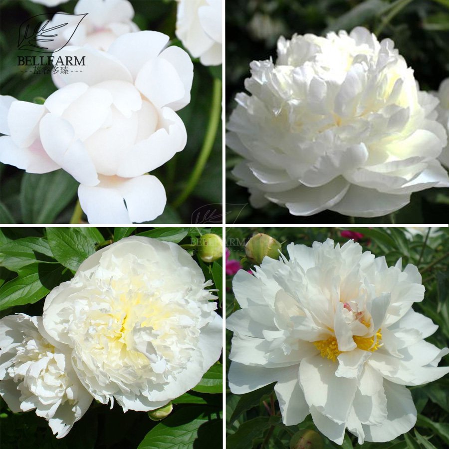Chinese Peony Mixed 4 Types Fully White Double Petals 5 Blooms for S...