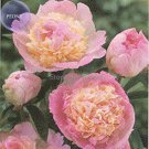 'Raspberry Sundae' Peony Tree, 5 outer petals with a cluster of ruffled, rasp...