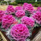 Kale Ornamental Brassica Oleracea Collard Winter 30 fire hot Seeds, garden