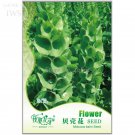 Shell Ornamental 25 beautiful up your Seeds Garden Seeds, Original Pack, seed...
