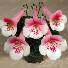 Bonsai Home DIY for Gloxinia Sinningia Garden 100PCS