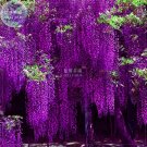 Deep Purple & Rose Red Wisteria Bonsai Seeds 15PCS