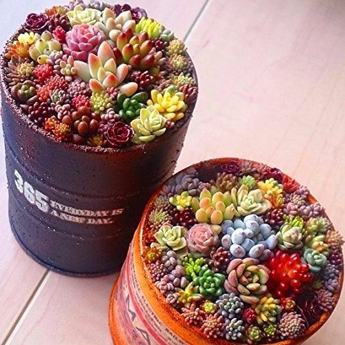 mix lithops rare succulent Ass Pseudotruncatella Stone bonsai 100pcs/bag seed...
