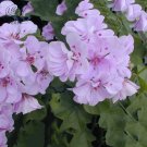 Pinkish White Double Petals with Purple Spots Close to Centre 10 Ger...