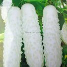 White Cucumber Cucumis Sativus, 20 tasty edible fruit home Seeds, organic veg...