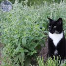 Heirloom Catnip - Professional 20 perennial for cat, also as flavor ...