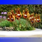 Calceolaria Uniflora Rare Perennial Professional 30 / Lady's Purse Slipper Se...