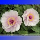 Heirloom Nv' Pink Tree Peony Professional 5 / 'Feng Light Seeds, Pack, Seeds ...