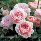 Rare 'Queen of Sweden' Pink Rose Shrub Professional 50 / Seeds, Pack, Seeds P...