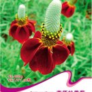 1 30 / Ratibida Mexican Hat Columnifera Original Pack, Seeds Midget Seed