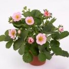 Merlan F1 Strawberry 1 Professional 100 / Pink on Compact Seeds, Pack, Seeds ...