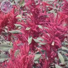 Amaranthus Red Leaves Annual 100 Professional ornamental Seeds, Pack, ...