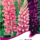 MIXED RUSSELL LUPINE Lupinus Polyphyllus Heirloom Dull Seeds,
