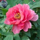 Peony Rose Water Pink Petals blooms rare Seeds big garden