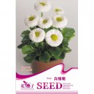 White Bellis Perennis Daisy Seeds