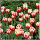 100 Tulip Flores Bonsai, Not Bulbs, Hydroponic Bonsai pcs Bonsai,Garden