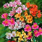 Alstroemeria Peruvian Lily Inca Bandit- Princess 100pcs seeds