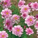 Cosmos Bipinnatus Double Bonbon Rose Pink Bicolour Perennial 50 Seeds