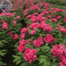 Rare Pink Red Peony Professional 5 King Seedling Seeds, Pack, Seeds,...