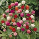 Mix Amaranth 30 cut Higro Gomphrena Globe Seeds,
