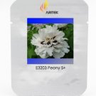 Rare Heirloom 'Xue Shan Jin White Black Peony Tree Professional 5 / Ding' See...