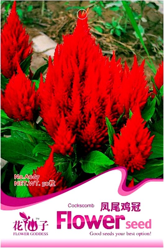 Celosia Red Plumed Cockscomb Annual Bonsai 50 / Silver Cock's Comb Argentea S...