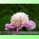 Rare Leaves Buuterfly' Peony Shrub Professional 5 / 'Big Seeds, Pack, Seeds P...