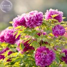 'Zicaihua' Purple Peony 5 professional a must for Seeds, pack, loving big