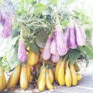 Fairy Tale' Purple Yellow 200 professional tasty Eggplant Vegetable...