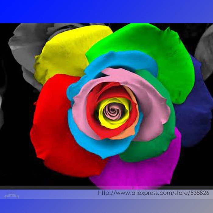 Rare 'Outer Space' Rose Shrub Professional 50 / Hybrid Seeds, Pack, Seeds Pac...