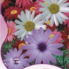 1 60 / Fresh Mix Pyrethrum Robinsons Colorful Tanacetum Coccineum Original Pa...