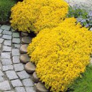 Thyme Yellow Rock Cress Perennial 100pcs/bag Creeping Seeds Ground