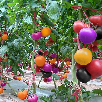 Bluelans Rainbow Fruit Home Yard 200Pcs Seeds Garden Organic VegetablePlant