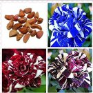 Rare Striped Rose Bonsai Decor (Red, Blue or Purple) 30Pcs Dragon Seeds Garden