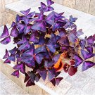 Oxalis Wood Sorrel Purple Shamrock Clover 100% Real Outdoor for SeedPerennial...